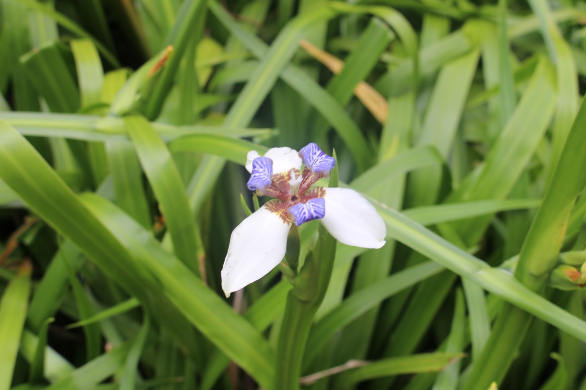 Trimezia gracilis (Herb.) Christenh. & Byng